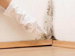 Best Mold Remediation for Rental Properties  in El Cerrito, CA